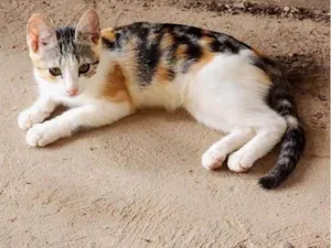 Gato raça SRD-ViraLata idade 2 a 6 meses nome Não tem nome 
