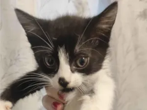 Gato raça SRD-ViraLata idade 2 a 6 meses nome Sem nome 