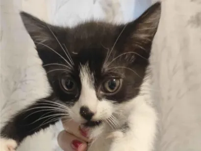 Gato raça SRD-ViraLata idade 2 a 6 meses nome Sem nome 