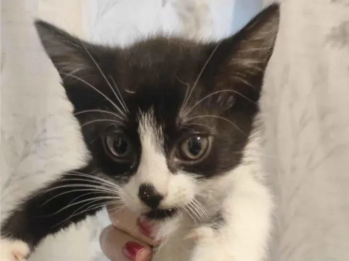 Gato ra a SRD-ViraLata idade 2 a 6 meses nome Sem nome 