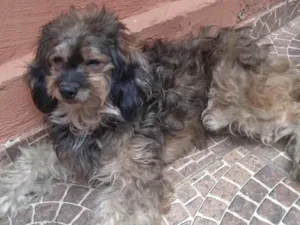 Cachorro raça SRD-ViraLata idade 5 anos nome Mél