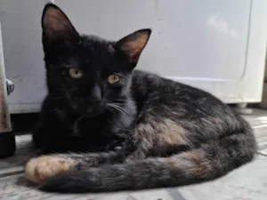 Gato raça SRD-ViraLata idade 2 a 6 meses nome Pretinha 