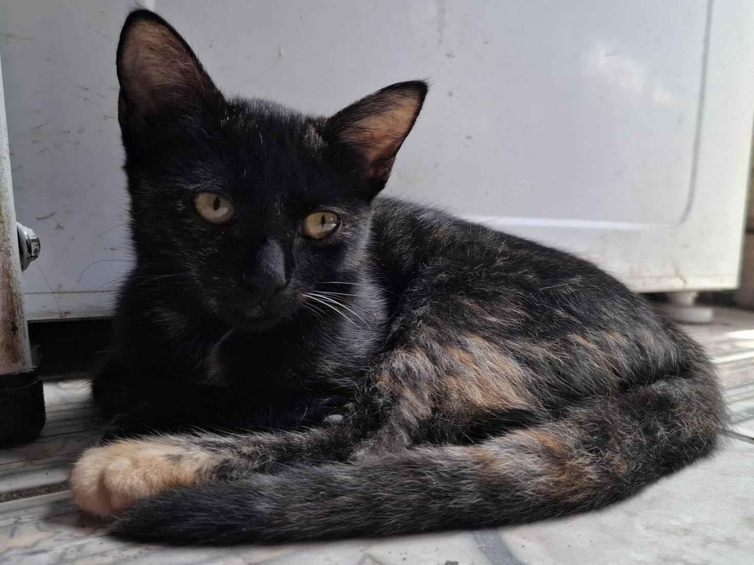 Gato ra a SRD-ViraLata idade 2 a 6 meses nome Pretinha 