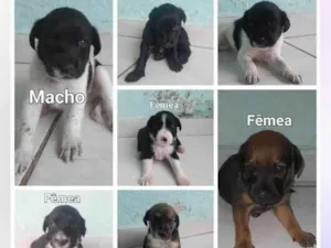 7 FILHOTES 4 FÊMEAS E 3 MACHOS