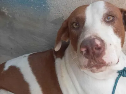 Cachorro ra a Pit-Bull idade 2 anos nome Sheyla