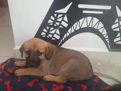 Cachorro raça SRD-ViraLata idade 2 a 6 meses nome Marronzinha