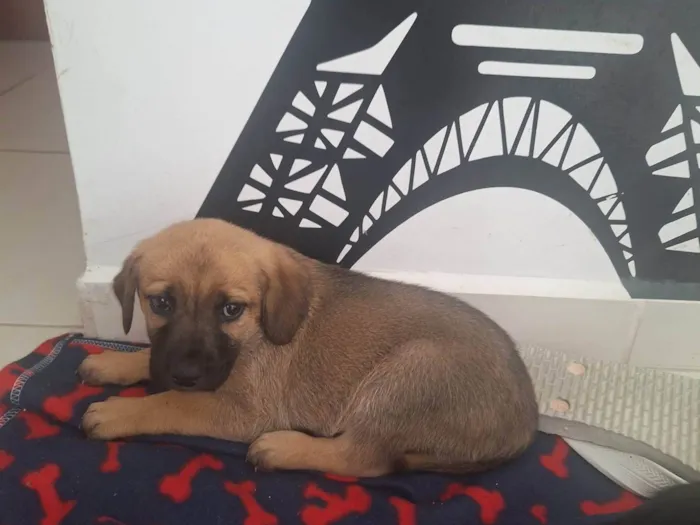 Cachorro ra a SRD-ViraLata idade 2 a 6 meses nome Marronzinha