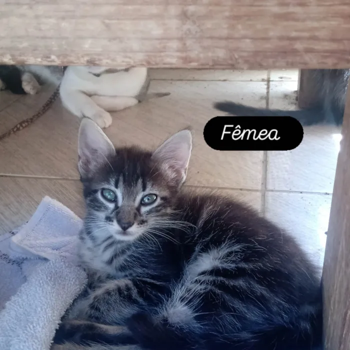 Gato raça SRD-ViraLata idade 2 a 6 meses nome Paula Maria Batista De Brito