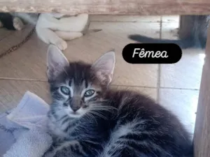 Gato raça SRD-ViraLata idade 2 a 6 meses nome Paula Maria Batista De Brito