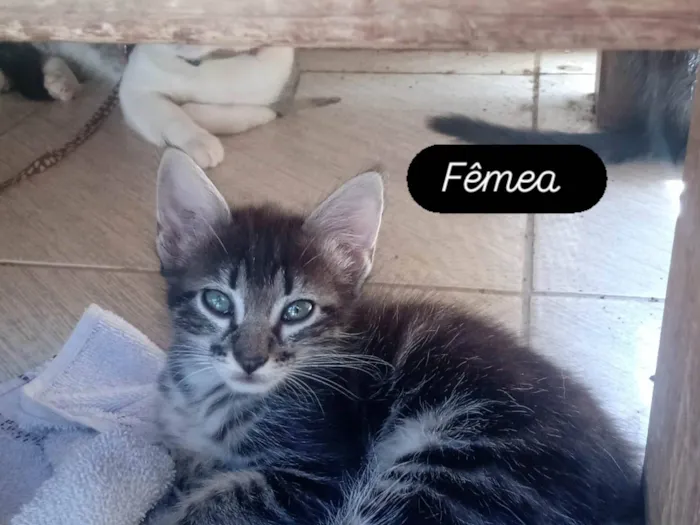 Gato raça SRD-ViraLata idade 2 a 6 meses nome Paula Maria Batista De Brito