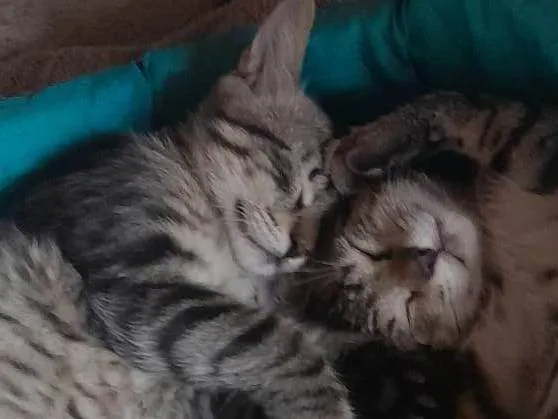 Gato ra a SRD-ViraLata idade 2 a 6 meses nome Fortinho