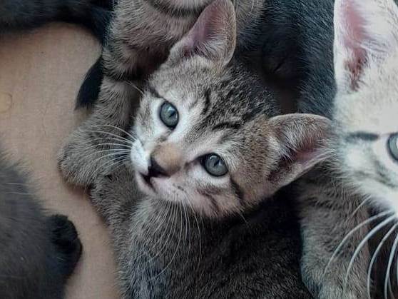 Gato ra a SRD-ViraLata idade 2 a 6 meses nome Fortinho