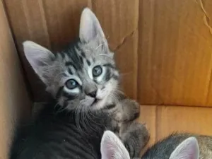 Gato raça SRD-ViraLata idade 2 a 6 meses nome Totoro