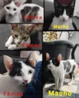 Doa-se gatinhos de 5 meses
