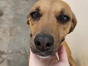 Cachorro raça SRD-ViraLata idade 2 anos nome Amaya