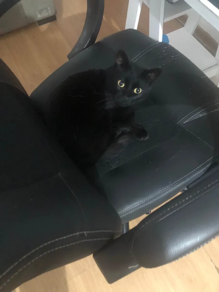 Gato ra a SRD-ViraLata idade 3 anos nome Banguela