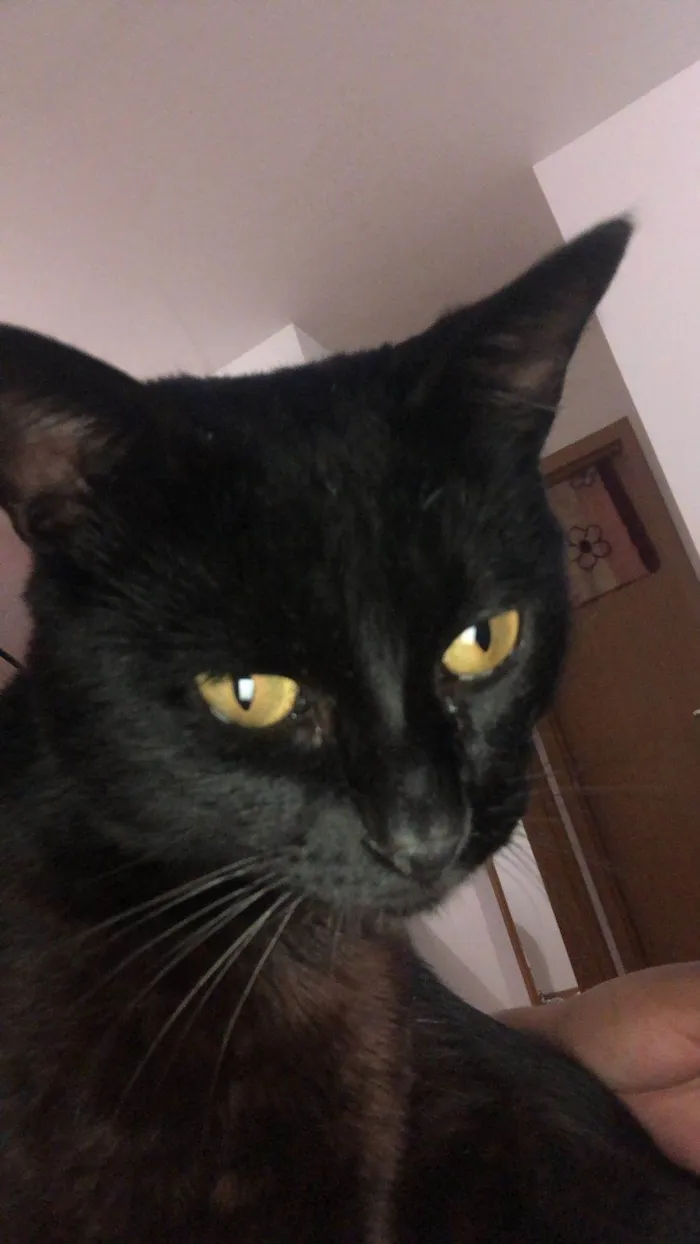 Gato ra a SRD-ViraLata idade 3 anos nome Banguela