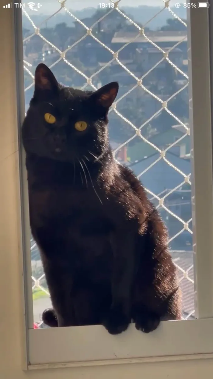 Gato ra a SRD-ViraLata idade 3 anos nome Banguela