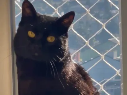 Gato raça SRD-ViraLata idade 3 anos nome Banguela