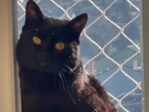 Gato ra a SRD-ViraLata idade 3 anos nome Banguela