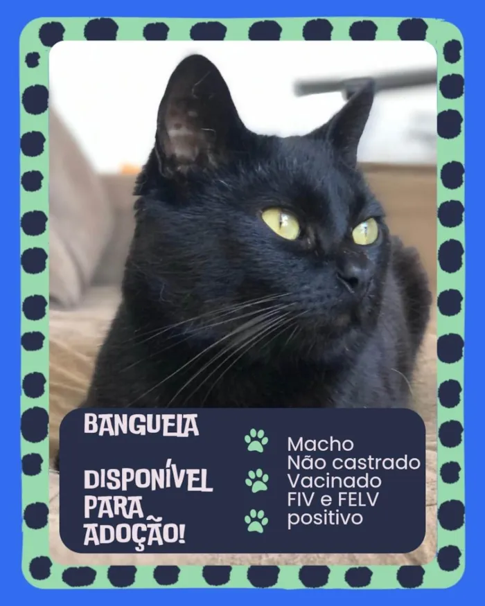 Gato ra a SRD-ViraLata idade 3 anos nome Banguela