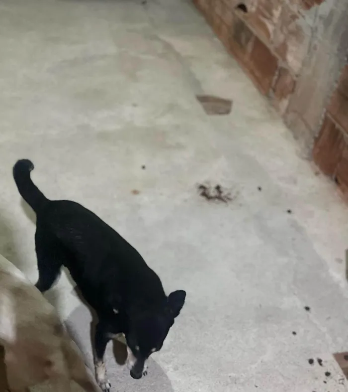 Cachorro ra a SRD-ViraLata idade 4 anos nome Princesa