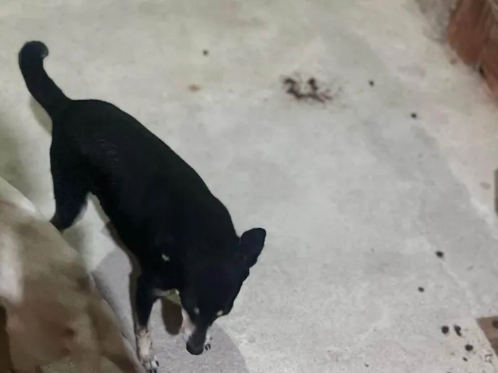 Cachorro ra a SRD-ViraLata idade 4 anos nome Princesa