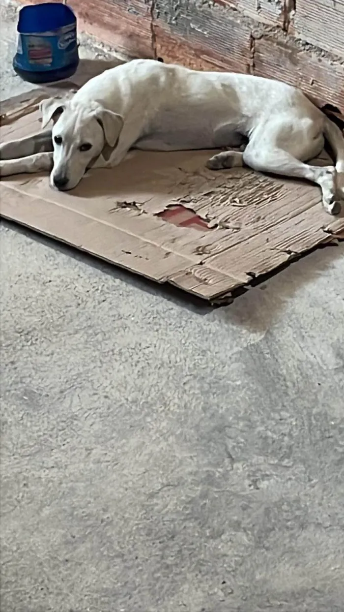 Cachorro ra a SRD-ViraLata idade 7 a 11 meses nome Rossi