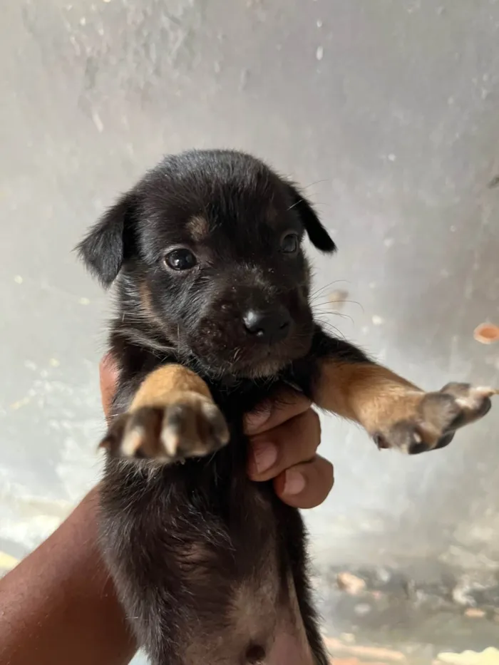 Cachorro ra a SRD-ViraLata idade Abaixo de 2 meses nome Me adote 