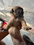 Cachorro ra a SRD-ViraLata idade Abaixo de 2 meses nome Me adote 