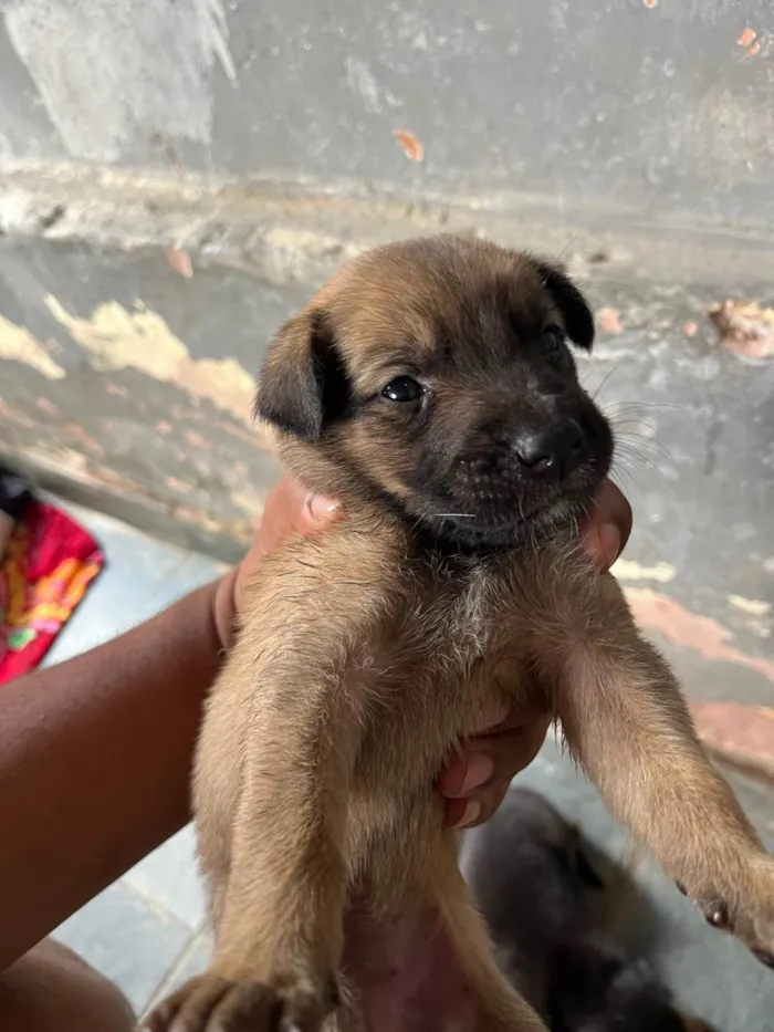 Cachorro ra a SRD-ViraLata idade Abaixo de 2 meses nome Me adote 