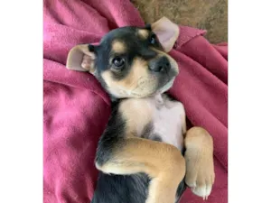 Cachorro raça SRD-ViraLata idade 2 a 6 meses nome SEM NOME 