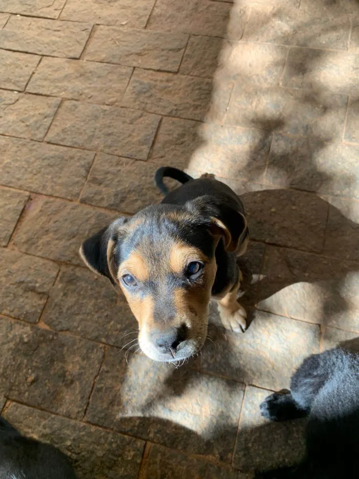 Cachorro ra a SRD-ViraLata idade 2 a 6 meses nome SEM NOME 