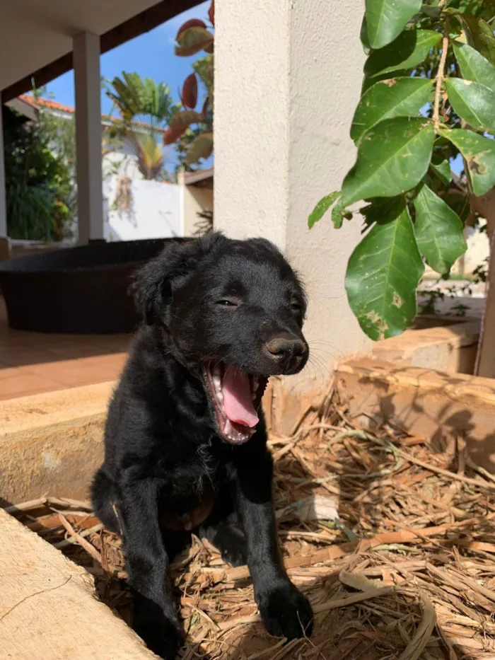 Cachorro ra a SRD-ViraLata idade 2 a 6 meses nome SEM NOME