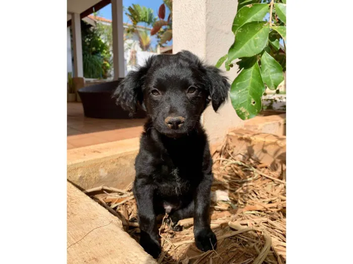 Cachorro ra a SRD-ViraLata idade 2 a 6 meses nome SEM NOME