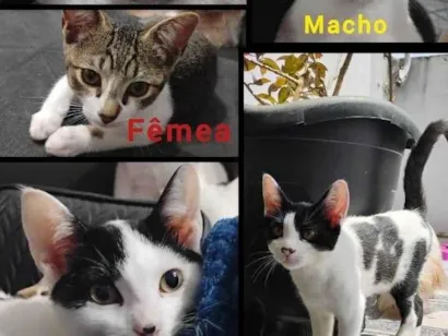 Gato raça SRD-ViraLata idade 2 a 6 meses nome Doa-se gatinhos de 5 meses