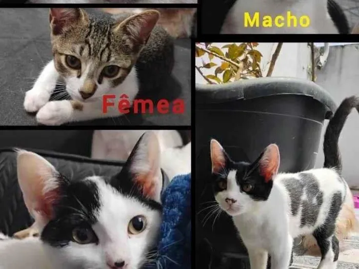 Gato ra a SRD-ViraLata idade 2 a 6 meses nome Doa-se gatinhos de 5 meses