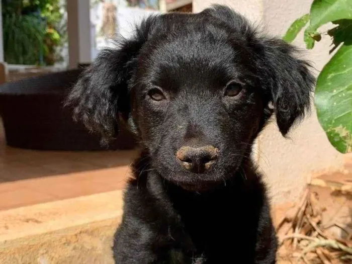 Cachorro ra a SRD-ViraLata idade 2 a 6 meses nome SEM NOME