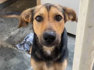 Cachorro raça SRD-ViraLata idade 1 ano nome SOL