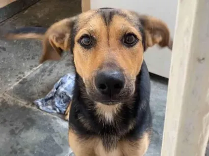 Cachorro raça SRD-ViraLata idade 1 ano nome SOL