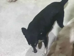Cachorro ra a SRD-ViraLata idade 4 anos nome Princesa