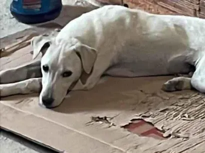 Cachorro raça SRD-ViraLata idade 7 a 11 meses nome Rossi