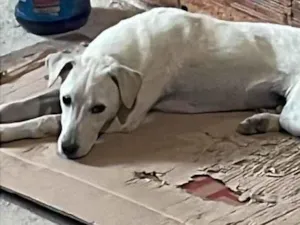 Cachorro ra a SRD-ViraLata idade 7 a 11 meses nome Rossi