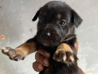 Cachorro raça SRD-ViraLata idade Abaixo de 2 meses nome Me adote 