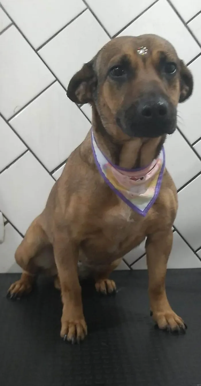 Cachorro ra a SRD-ViraLata idade 3 anos nome Toddy