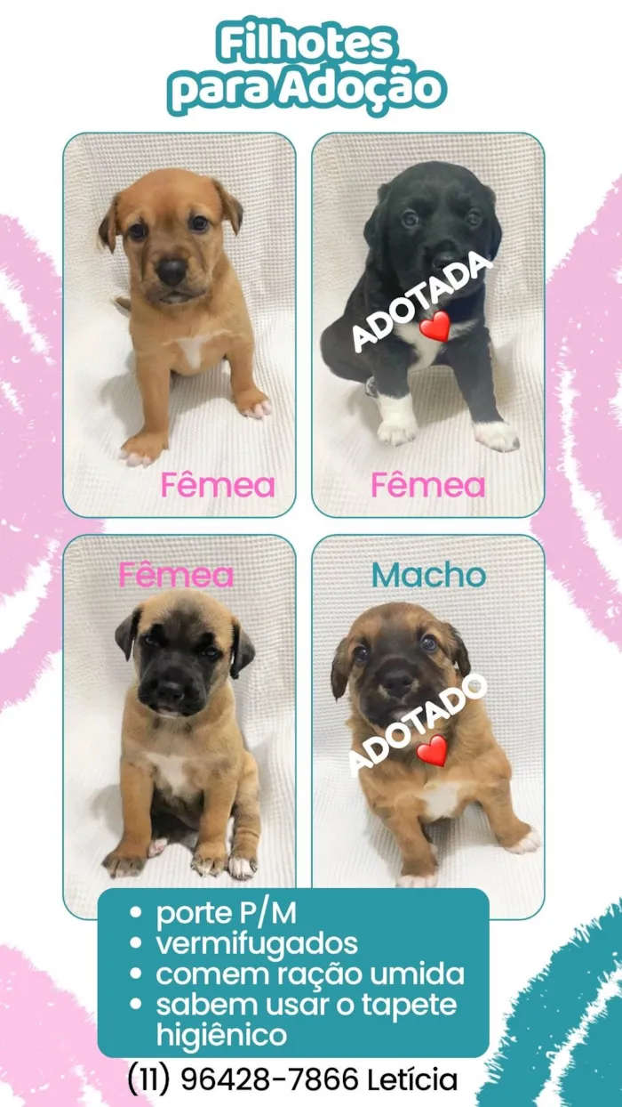 Cachorro ra a SRD-ViraLata idade Abaixo de 2 meses nome Filhotes para doação