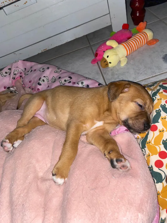 Cachorro ra a SRD-ViraLata idade Abaixo de 2 meses nome Filhotes para doação