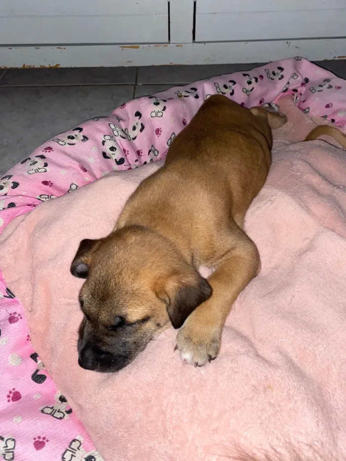 Cachorro ra a SRD-ViraLata idade Abaixo de 2 meses nome Filhotes para doação