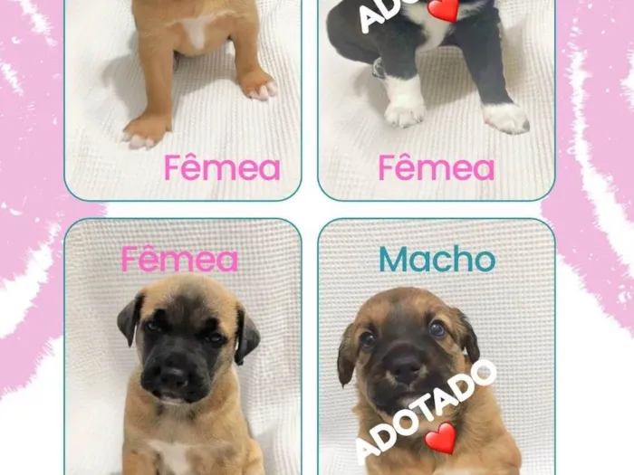 Cachorro ra a SRD-ViraLata idade Abaixo de 2 meses nome Filhotes para doação