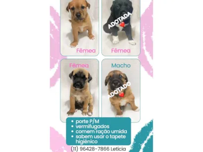 Cachorro raça SRD-ViraLata idade Abaixo de 2 meses nome Filhotes para doação